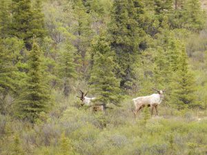 Caribous